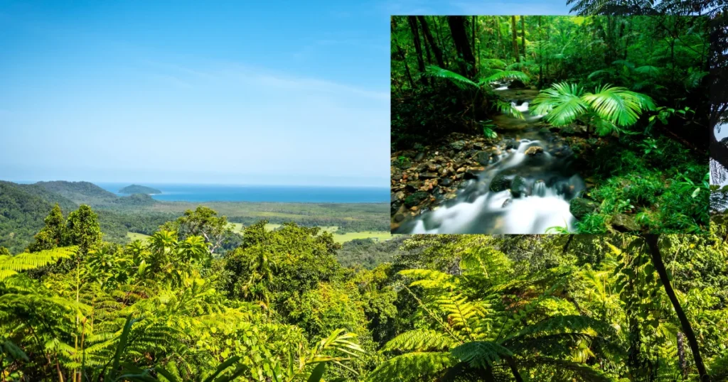 Daintree Rainforest (Queensland)