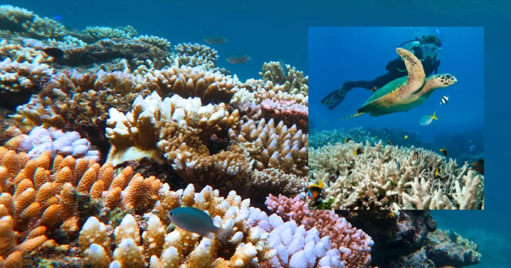 Great Barrier Reef (Queensland)